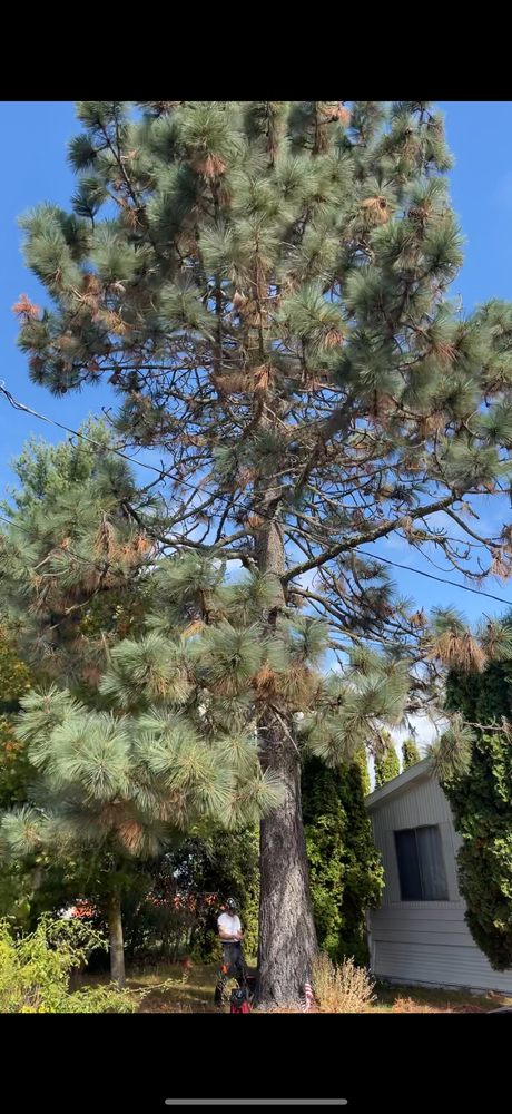 Tree Removal for Kimberley’s Trees in Saint Maries, ID