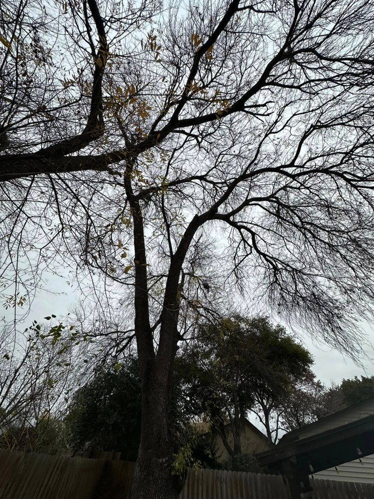 Tree Removal for Z’s Trees LLC in Grey Forest, TX