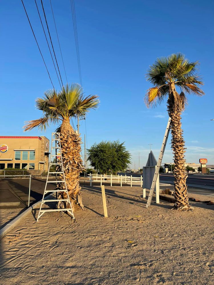 Tree Removal for Oliver L. Palm & Tree services in Yuma County, AZ