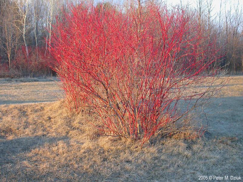 Discover the charm of our Red Dogwood service, offering pre-cut, vibrant trees that enhance your landscape with stunning seasonal color. Perfect for adding beauty and value to your home. for Spring Creek Evergreens in Red Wing, MN
