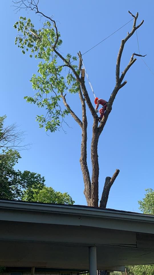 Tree Removal for Classic cut tree trimming and removal in Arlington, TX