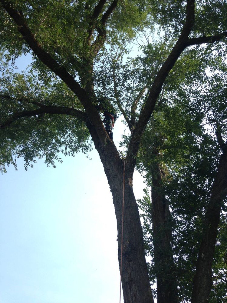 Tree Removal for IOL TREE EXPERTS in Spokane Valley, WA