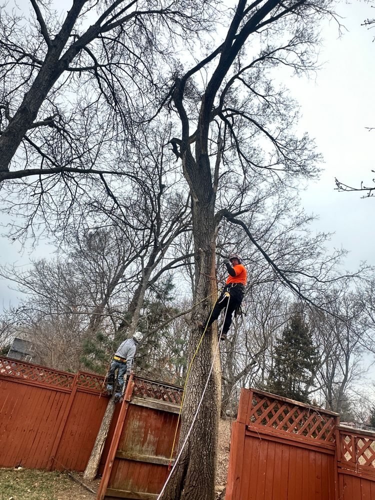 All Photos for Cross Family Tree Service in Kearney, MO