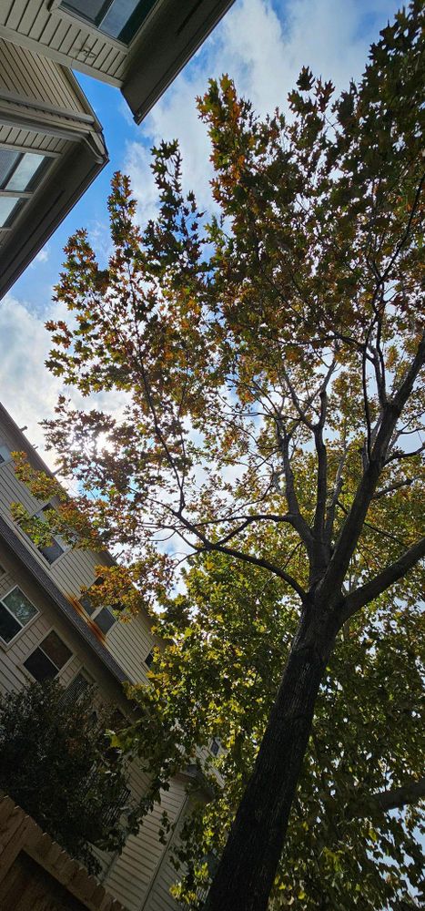 All Photos for Servin's Tree Care  in Houston, TX