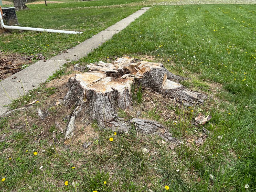 All Photos for Conrad's Stump Removal in Columbus, IN