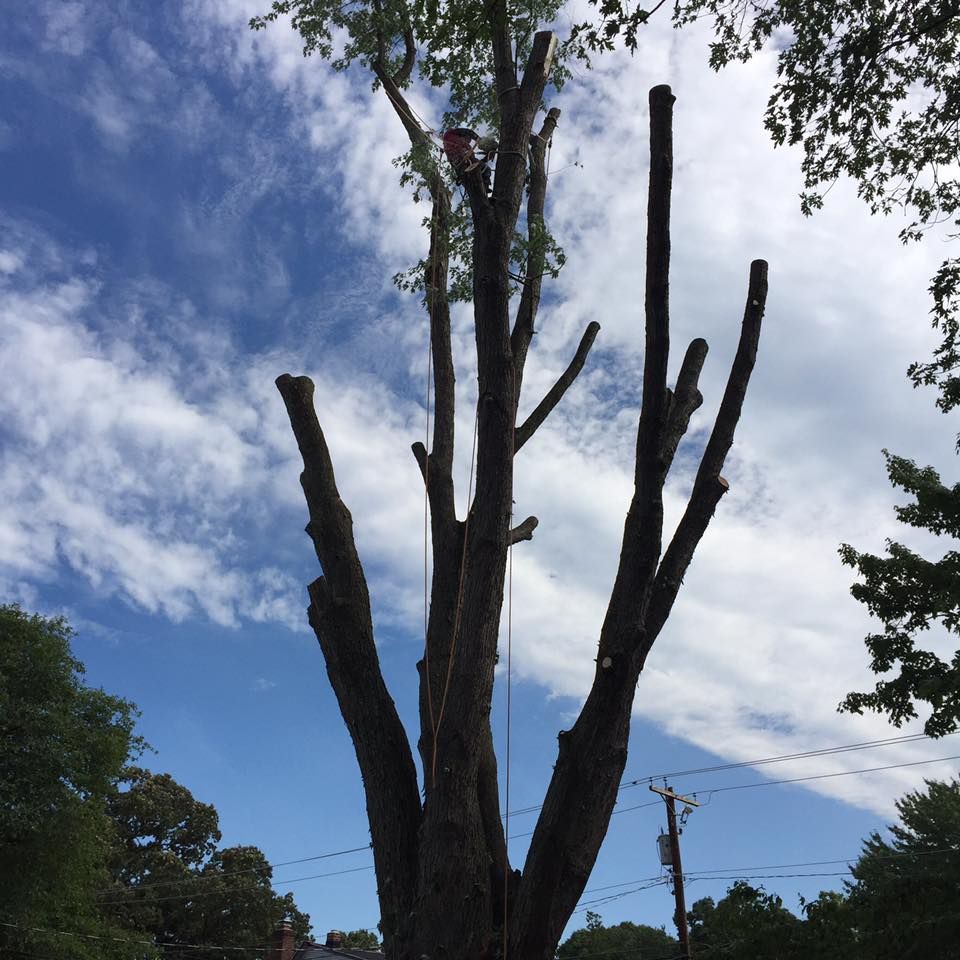 Tree Removal for Jason's Tree Service in Marlton, NJ