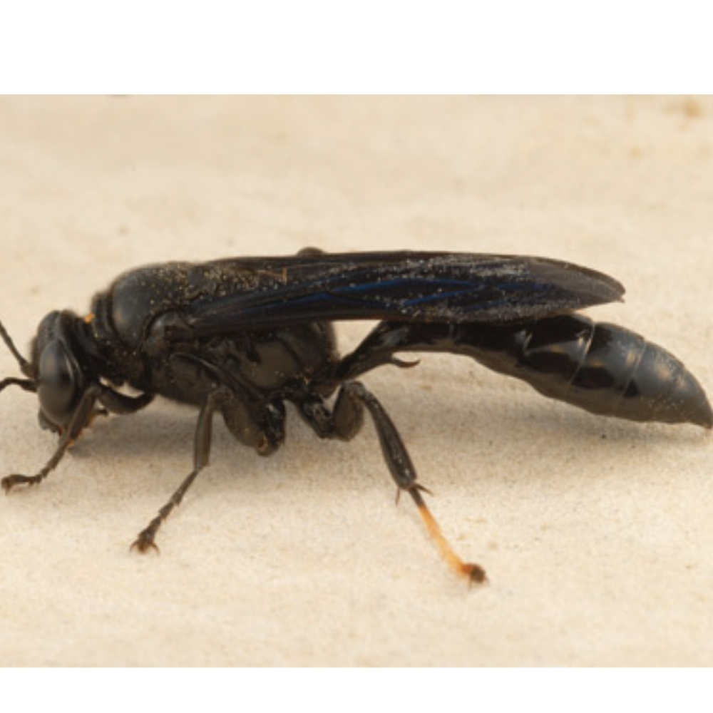 All Photos for Niko's Pest Control in Las Vegas, NV