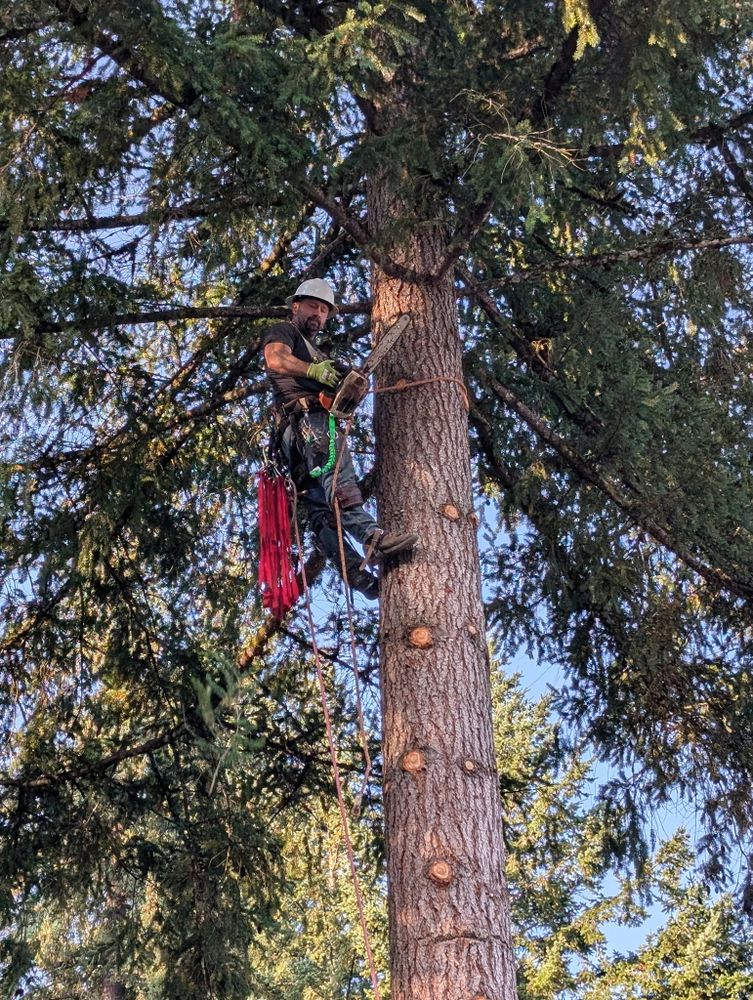 All Photos for Clippys Tree Pros in Stayton, OR