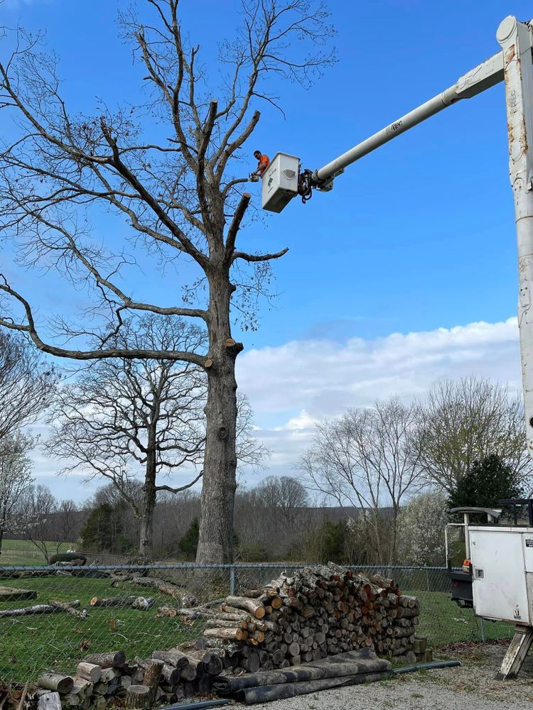 Tree Removal for Ross Family Tree Service LLC  in Hohenwald, TN