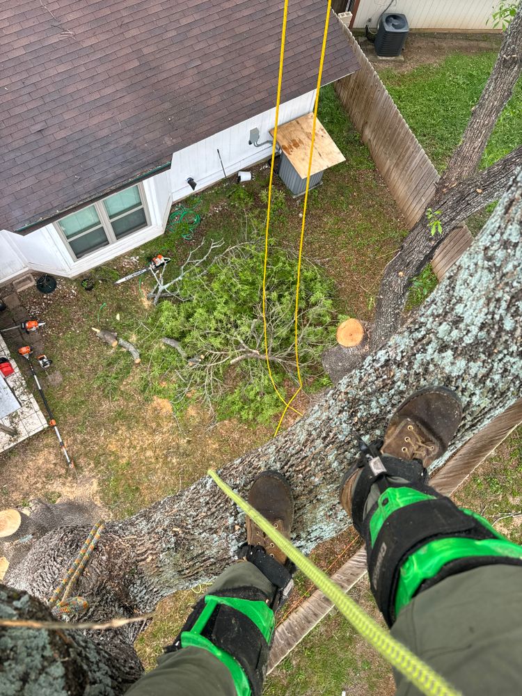 Tree climbing  for Z’s Trees LLC in Grey Forest, TX