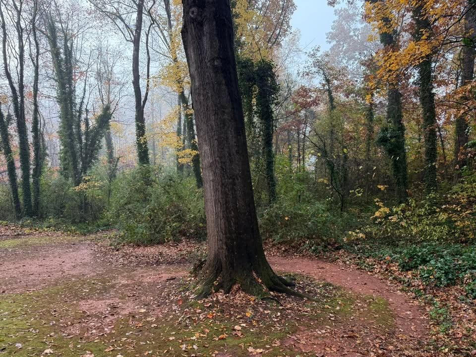 All Photos for Down South Tree Care and Landscaping in Maiden, NC