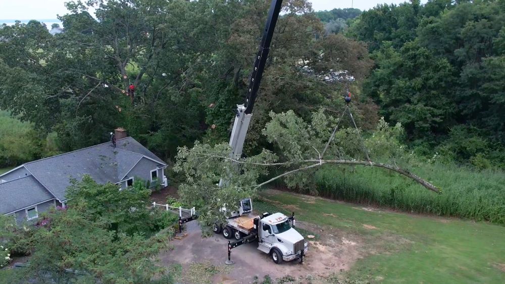 All Photos for Branch Out Tree Care LLC in Fredericksburg, VA