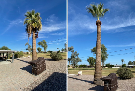 We offer a comprehensive tree removal service that includes safety evaluation, cutting and cleanup. Our experienced professionals will ensure the job is done safely and quickly. for Bobbys Palm and Tree Service LLC in Surprise, AZ