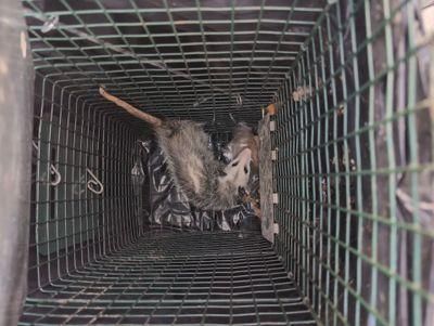 All Photos for Toppers Wildlife Removal in Garland, TX