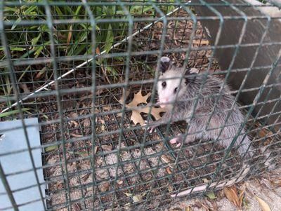 All Photos for Toppers Wildlife Removal in Garland, TX