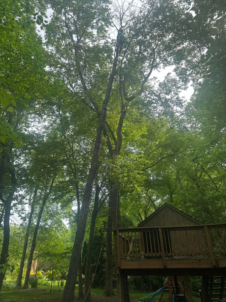 All Photos for Rawls Tree Care in Richmond, VA