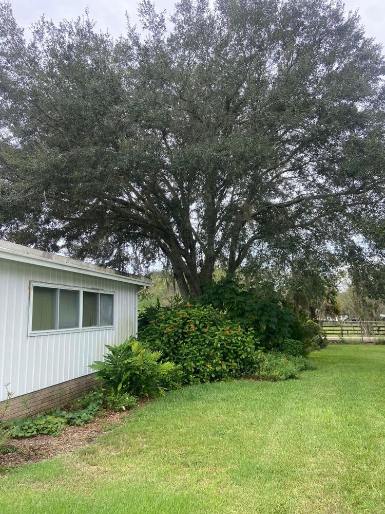 All Photos for Efficient and Reliable Tree Service in Lake Wales, FL