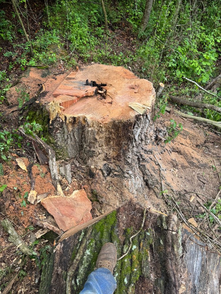 All Photos for Precision Cutz Tree Services, LLC in Coeburn, VA
