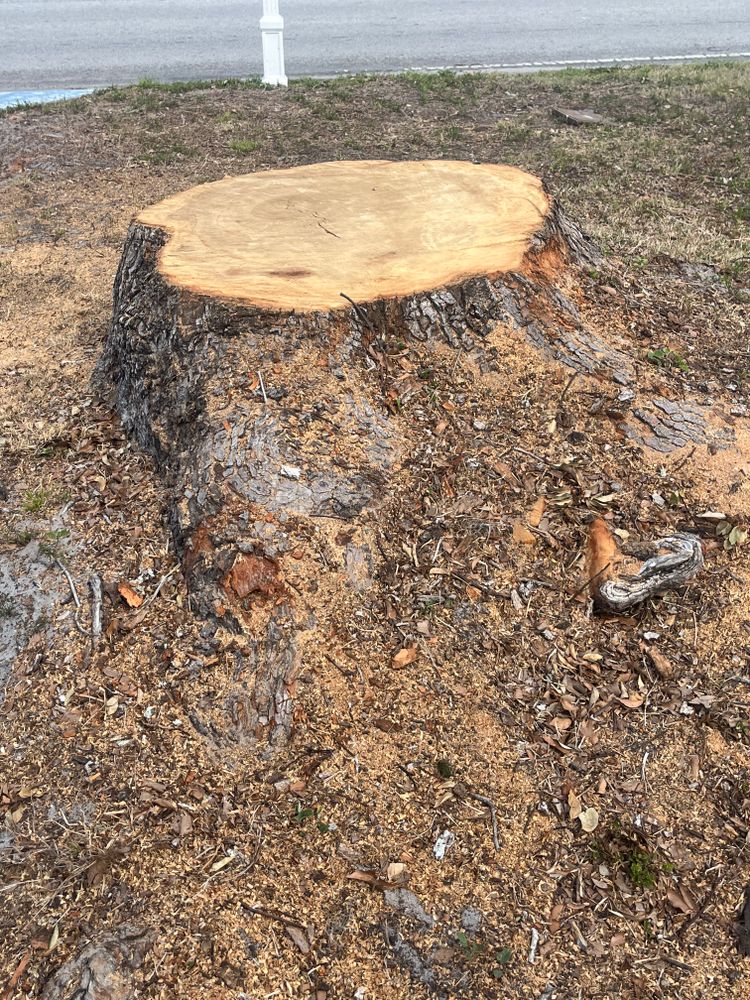 All Photos for Busy Beaver Stump Removal, Inc in Clearwater, FL