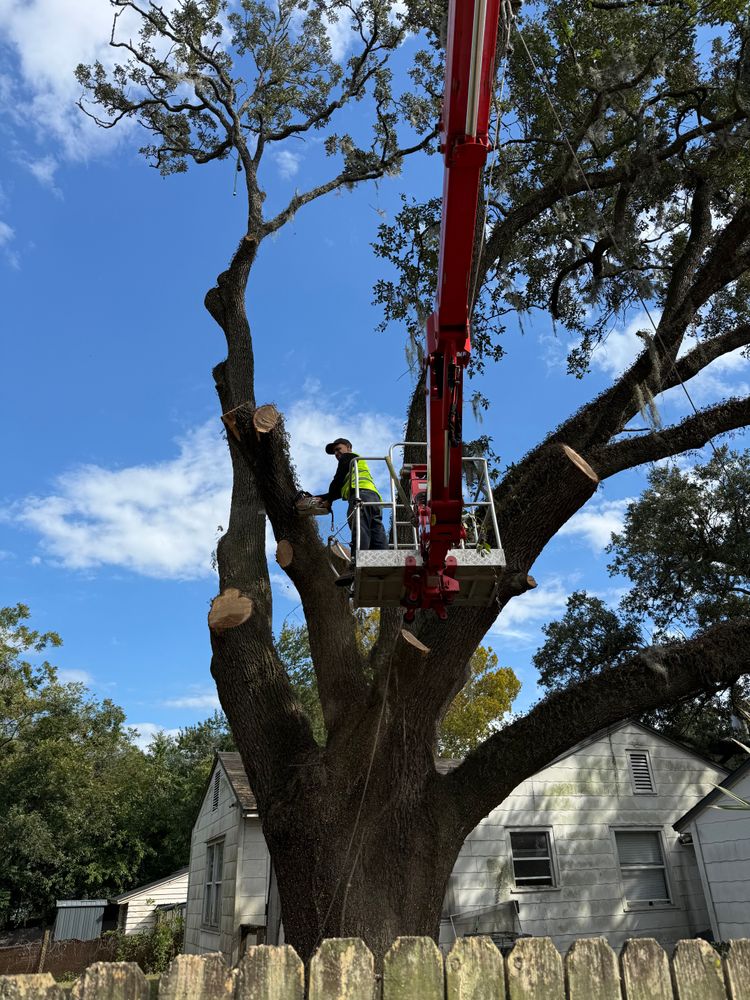 All Photos for Top Notch Tree Experts in Orange Park, FL