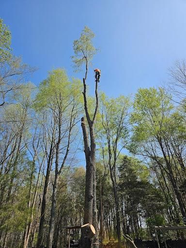 All Photos for Lightning Tree Service in Corydon, IN
