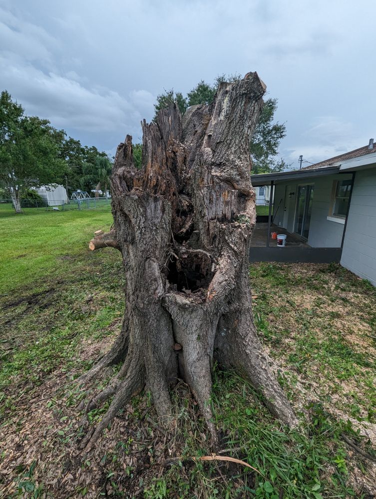 All Photos for Regal Tree Service and Stump Grinding in Wauchula, FL