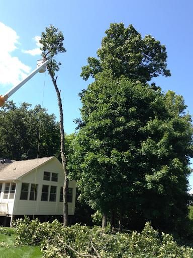All Photos for Village Tree Service  in Whitestown, IN