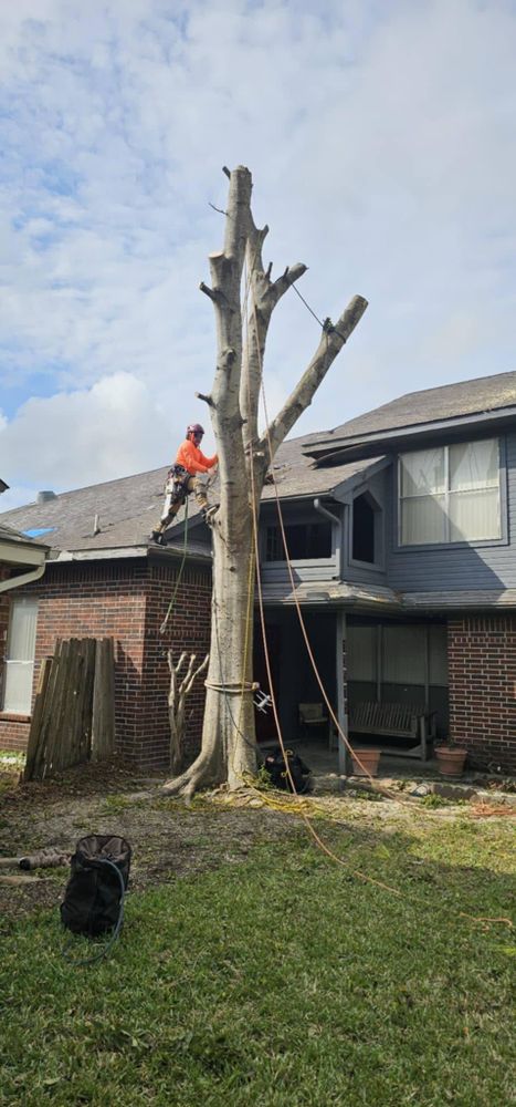 All Photos for Servin's Tree Care  in Houston, TX