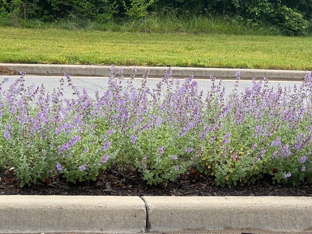 Landscaping for Diamond Landscape Maintenance Corp. in Warsaw, IN