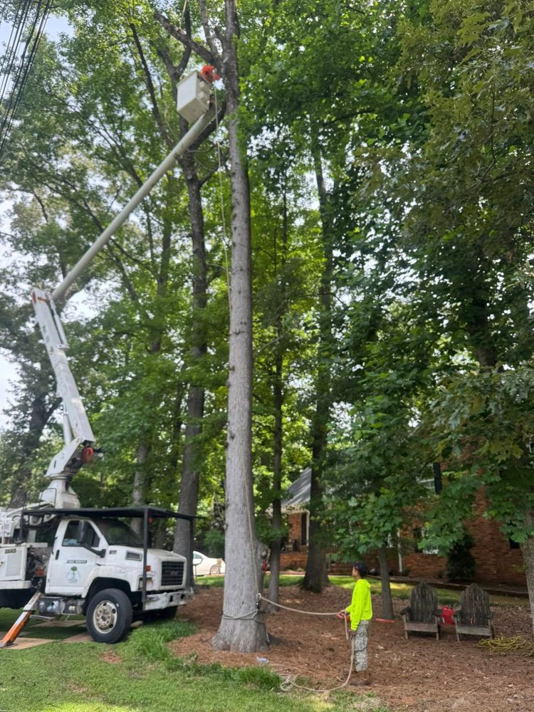 Tree Services for K-2 Tree Service in Shelby, NC
