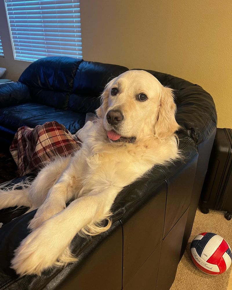 All Photos for Dumbo's Doggy Doors in City of Sammamish, WA