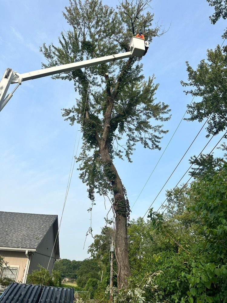 All Photos for Cross Family Tree Service in Kearney, MO