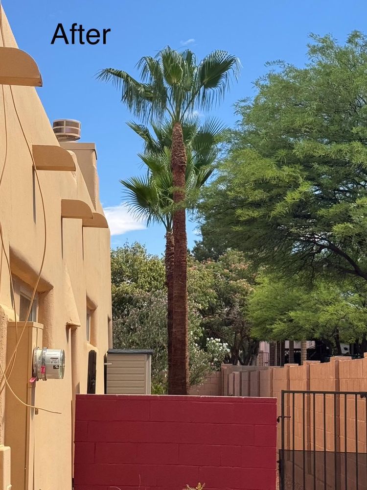 Stump Removal for By Faith Landscaping in Sierra Vista, AZ
