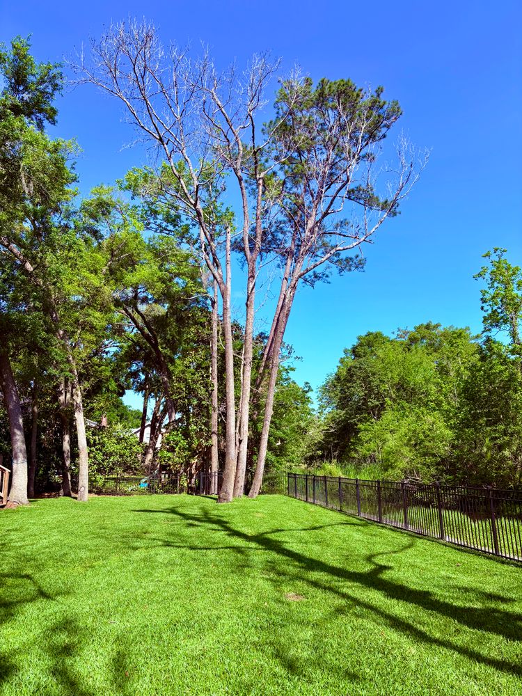 All Photos for Top Notch Tree Experts in Orange Park, FL
