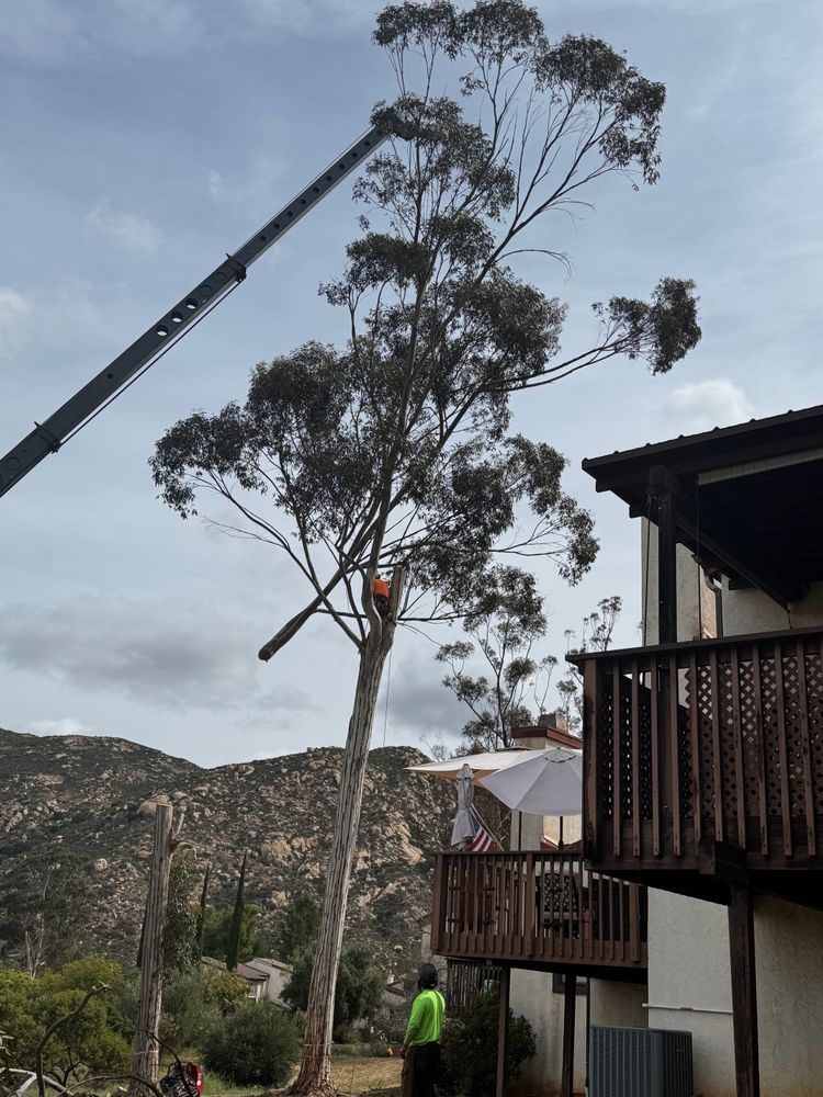 Tree Services for The Tree Fairy in Julian, CA