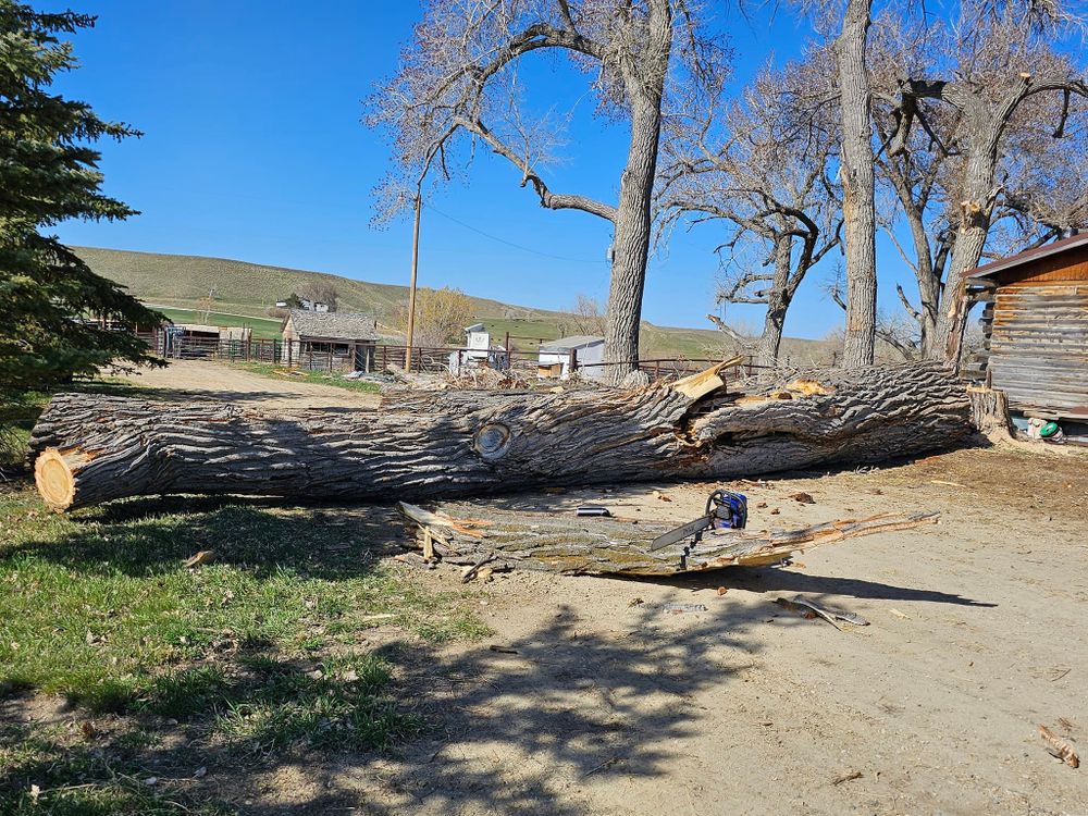 Tree Removal for Two Fellers Tree Service in Buffalo, WY
