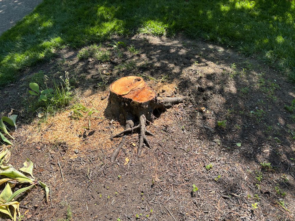 All Photos for Conrad's Stump Removal in Columbus, IN