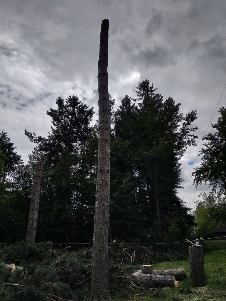 All Photos for Sloan Tree Service in Aurora, CO