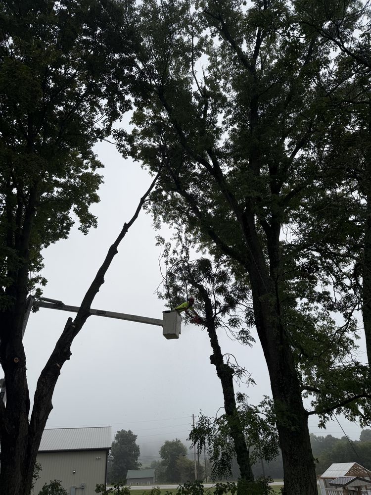 All Photos for Lightning Tree Service in Corydon, IN