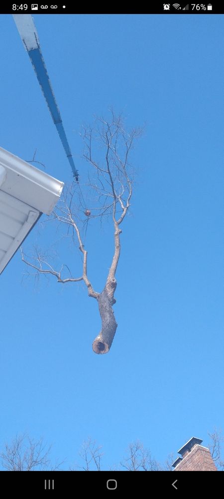 Our professional tree trimming service enhances your property's beauty and safety by maintaining healthy, well-shaped trees, preventing potential hazards, and promoting growth while ensuring an attractive landscape year-round. for Buffalo Family Tree Care in Buffalo, MN