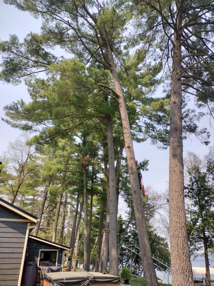 All Photos for Dan's Tree Service LLC in Bemidji, MN