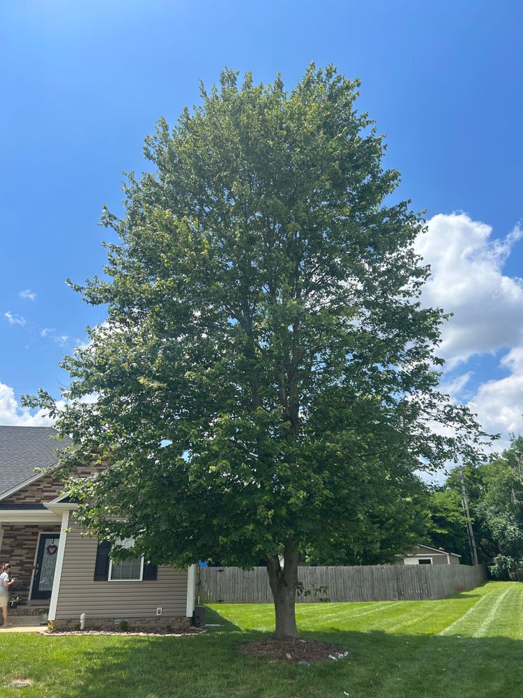 All Photos for Optimum Tree Service And Landscaping in Bowling Green, KY