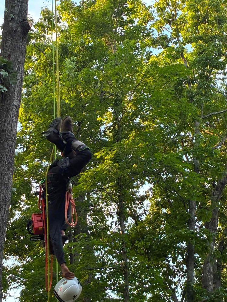 All Photos for Skys The Limit Tree Management in Morehead, KY