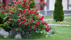 Enhance your outdoor space with our Bush Care service, offering expert lawn service to maintain and rejuvenate your garden's natural beauty while promoting healthy growth for a lush, vibrant landscape. for Elevate Tree Care in Gillette, WY