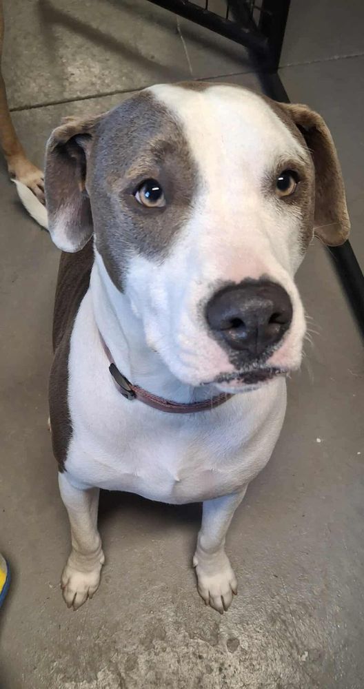 All Photos for Curbside Clips Mobile Grooming in Roachdale, Indiana