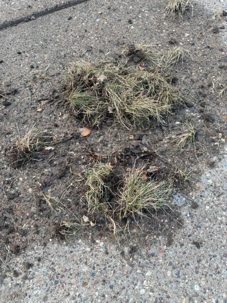 All Photos for Dittmer Tree Service in Davenport, IA