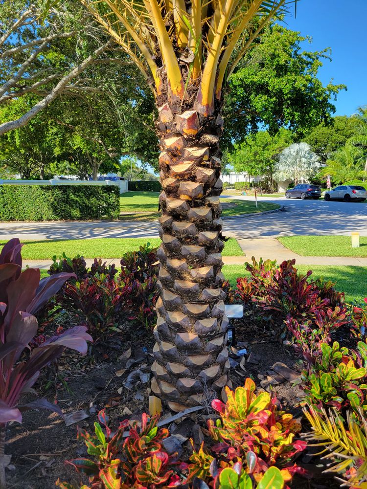All Photos for L & J Palm Tree & Lawn Care Services in Jupiter, FL