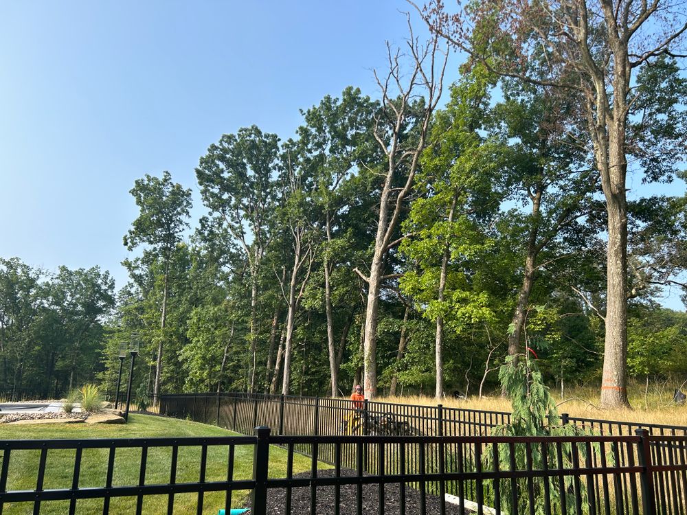 Tree Removal for JJ Tree Service in Gibsonia, PA