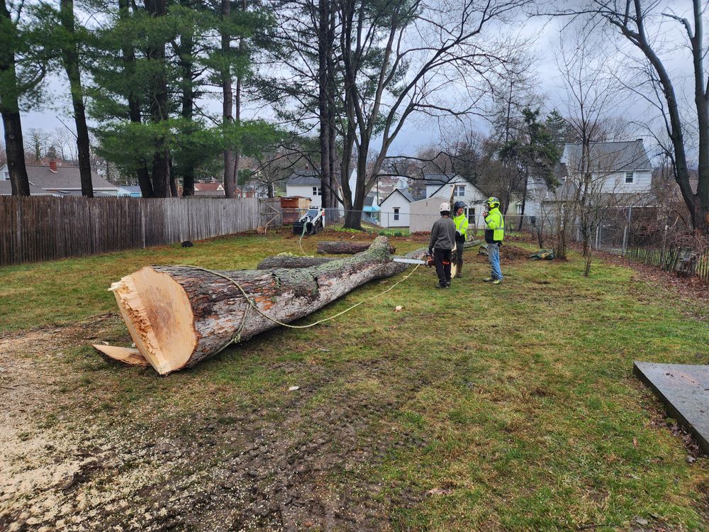 Tree Removal for Licensed to Cut Tree Service in Athens, PA