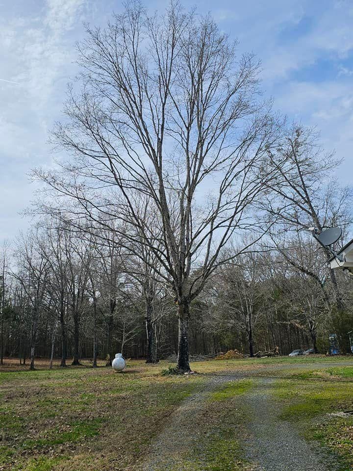 All Photos for Preserve A Tree LLC in  Mount Pleasant, North Carolina